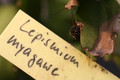 lepismium myagawe 0387