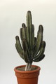 euphorbia canariensis 8374 sm