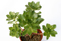aeonium ciliatum 7206