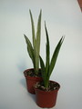 sansevieria zeylanica variegata front kirkii friends 5410