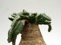 euphorbia stellata 1814