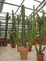 euphorbia ingens 17