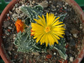 faucaria tuberculosa 02