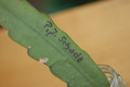 eh pj schade 1027 11