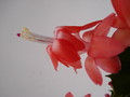 schlumbergera sunset dancer 1580