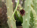 caralluma subulata rh291 es3357 01
