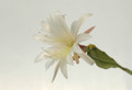 eh innisfree 7190 6702