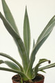 agave angustifolia marginata 8590
