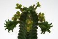 euphorbia jansenvillensis 9949