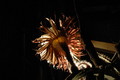 selenicereus grandiflorus koenigin 2006 05 9751