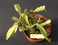 lepismium myagawe 0382