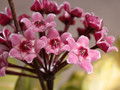 hoya carnosa 2