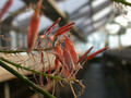 aloe bellatula 3