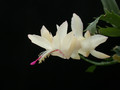 schlumbergera thor alec 01