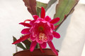 eh epiphyllum society of america 146 10