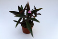 tradescantia rubinsword 0868