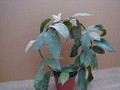 hoya caudata plant