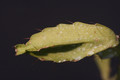 lepismium myagawe 0383