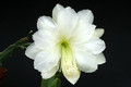 eh white magic 9730 4913