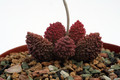 adromischus herrei 0089