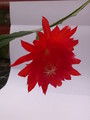 eh spring fling 9292 255