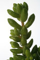 crassula hirtipes 7229