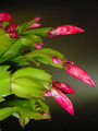 schlumbergera exotic dancer
