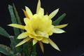 eh yellow gem 9910 3087