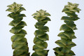 crassula perforata perforata variegata 7166