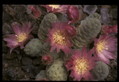 opuntia hpt316 040