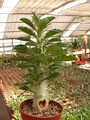 pachypodium saundersii loch 01