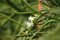 rhipsalis tucumanense 02