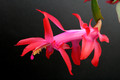 schlumbergera truncata 5824