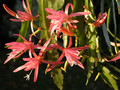 eh felcino fairy 02