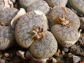 lithops pseudotruncatella volkii 01