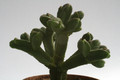 crassula pyramidalis 0198