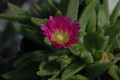 delosperma sutherlandii 02