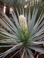 yucca rigida 02