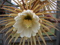 selenicereus grandiflorus 5470