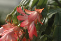 schlumbergera coral cascade 8209