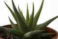 haworthia britteniae 7281