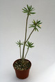 euphorbia balsamifera 0609