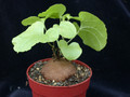 dioscorea elephantipes 04