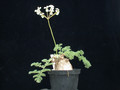 pelargonium triste 02