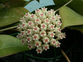 hoya parasitica 0208 01