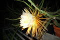 selenicereus coniflorus 1379
