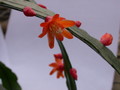 lepismium monacanthum espinosum wk02 9312