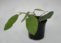 hoya lauterbachii 6541