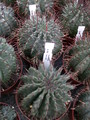 euphorbia horrida 1285