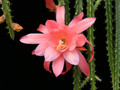 aporocactus sussex peach 01